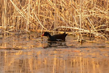 kendi habitatördekler