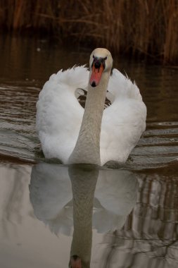 kendi habitatördekler