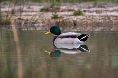 kendi habitatördekler