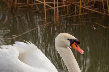 kendi habitatördekler