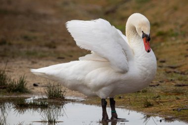 kendi habitatördekler