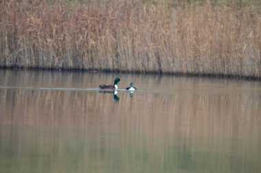 kendi habitatördekler