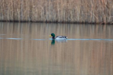 kendi habitatördekler