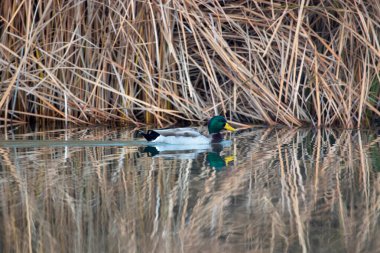 kendi habitatördekler