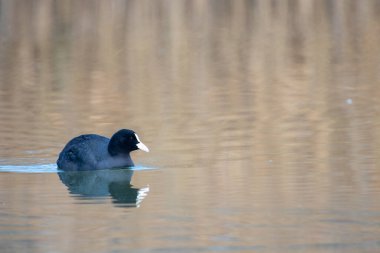 kendi habitatördekler