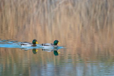 kendi habitatördekler