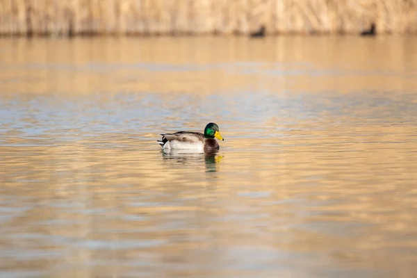 Patos Hábitat —  Fotos de Stock