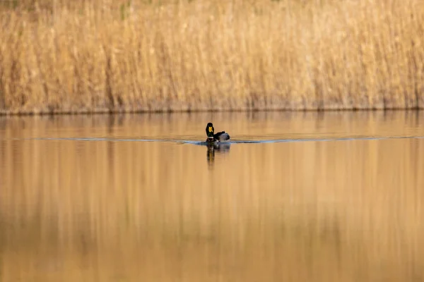 Enten Ihrem Lebensraum — Stockfoto