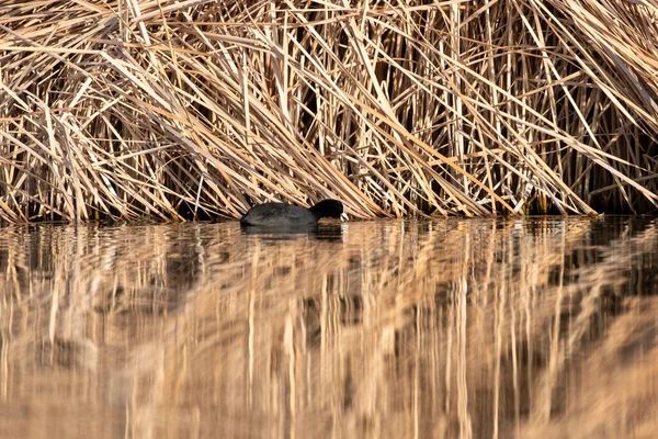 Patos Hábitat — Foto de Stock