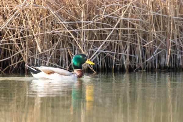 Enten Ihrem Lebensraum — Stockfoto