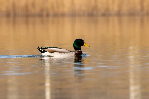 Patos Hábitat —  Fotos de Stock