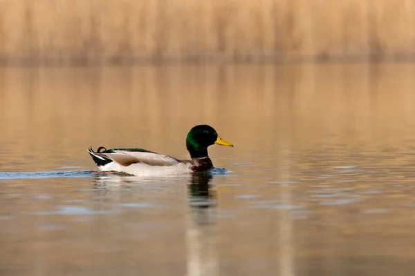 Patos Hábitat —  Fotos de Stock