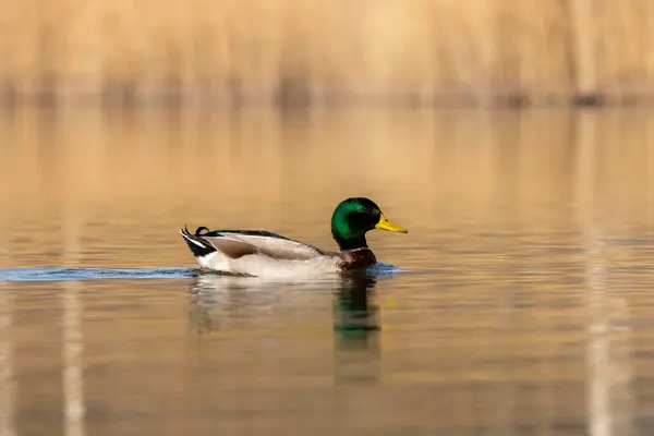 Patos Hábitat —  Fotos de Stock