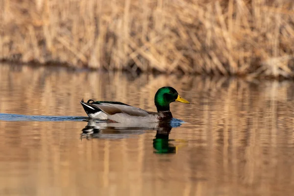 Enten Ihrem Lebensraum — Stockfoto