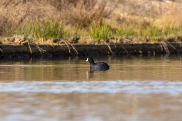 Patos Hábitat — Foto de Stock