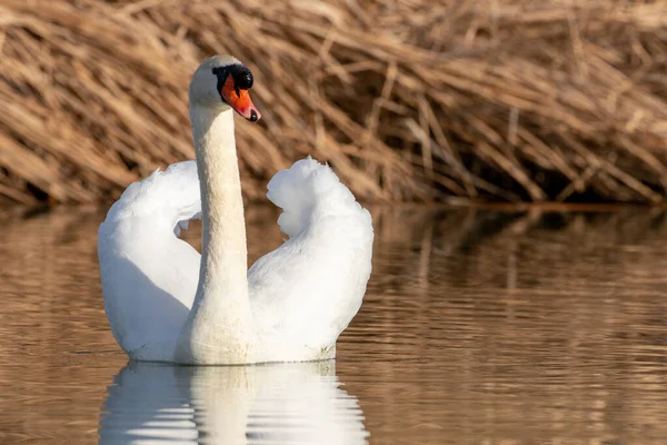 Eenden Hun Habitat — Stockfoto