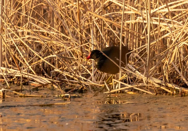 Ducks Habitat — Stock Photo, Image