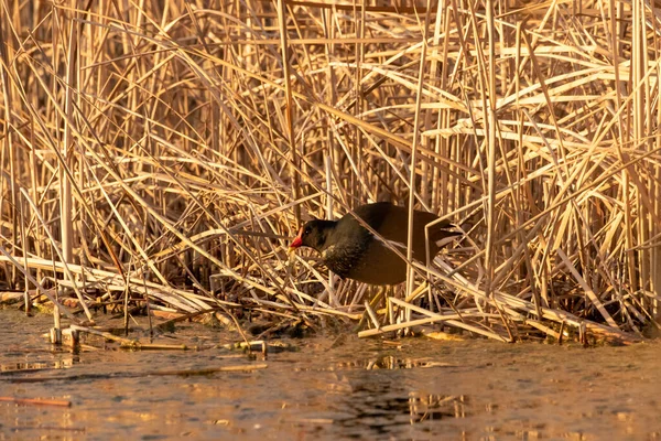 Ducks Habitat — Stock Photo, Image