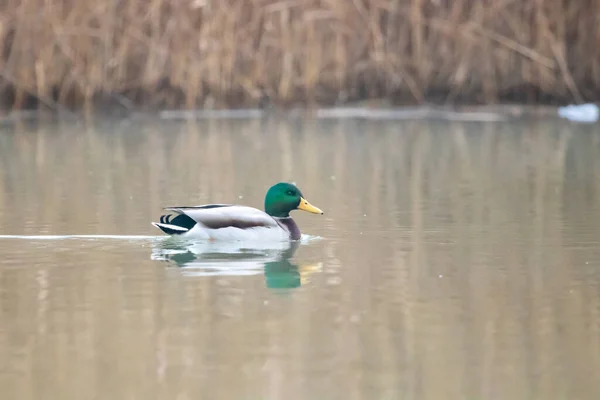 Enten Ihrem Lebensraum — Stockfoto