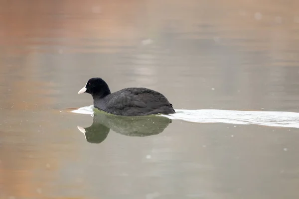 Enten Ihrem Lebensraum — Stockfoto