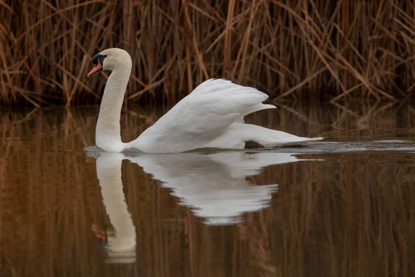 Patos Hábitat — Foto de Stock