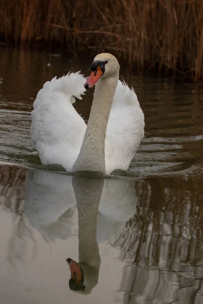 Patos Hábitat — Foto de Stock