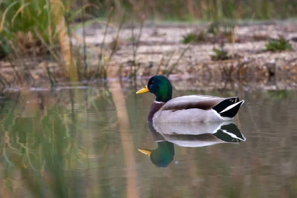 Enten Ihrem Lebensraum — Stockfoto