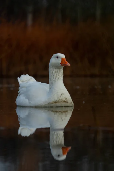 Enten Ihrem Lebensraum — Stockfoto