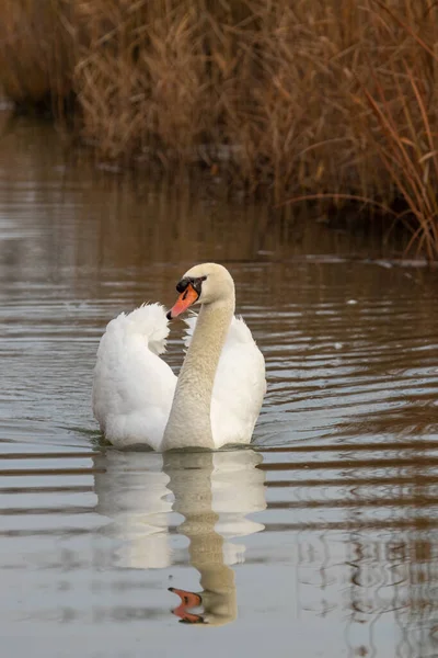 Patos Hábitat — Foto de Stock