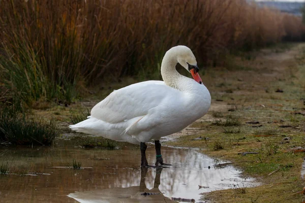 Patos Hábitat — Foto de Stock