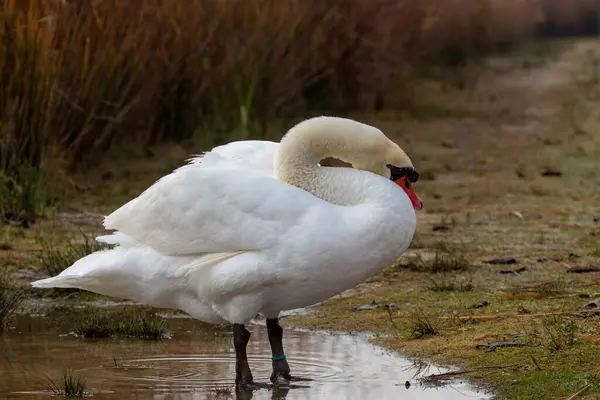 Patos Hábitat — Foto de Stock