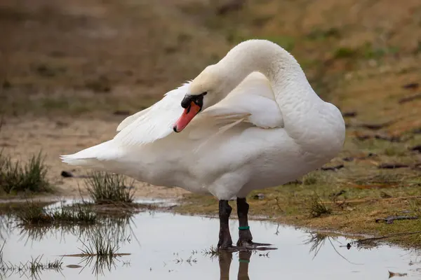 Patos Hábitat — Foto de Stock