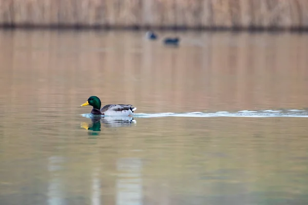 Enten Ihrem Lebensraum — Stockfoto