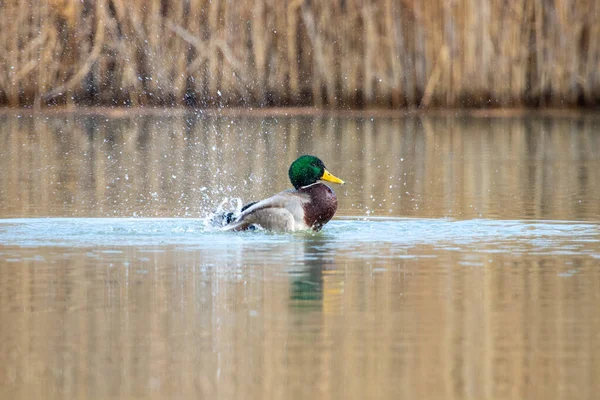 Enten Ihrem Lebensraum — Stockfoto