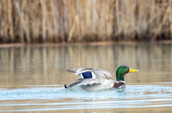 Enten Ihrem Lebensraum — Stockfoto