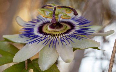 makro bir çok ayrıntı ile çiçek