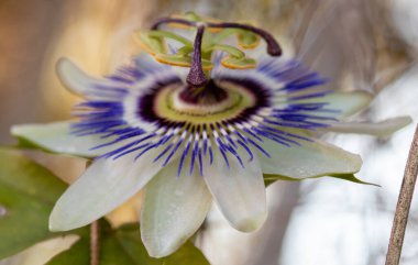 makro bir çok ayrıntı ile çiçek