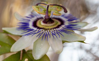 makro bir çok ayrıntı ile çiçek