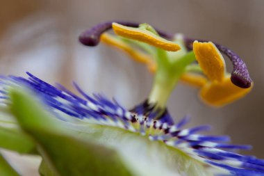 makro bir çok ayrıntı ile çiçek