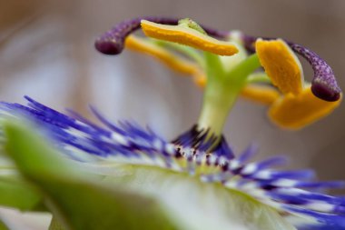 makro bir çok ayrıntı ile çiçek