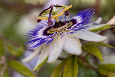 makro bir çok ayrıntı ile çiçek