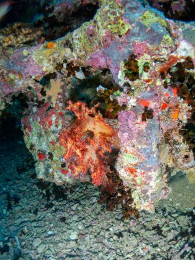 Kızıl denizde deniz yatağında mercan ve balıklarla