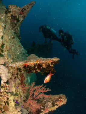 Kızıl denizde deniz yatağında mercan ve balıklarla