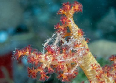 Kızıl denizde deniz yatağında mercan ve balıklarla