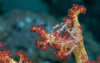 Kızıl denizde deniz yatağında mercan ve balıklarla