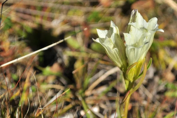 Yılan otu soğuk (Gentiana algida Pall.)
