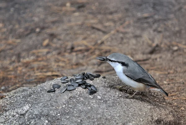 Kowalik (sitta europaea)