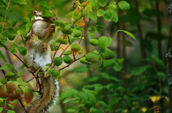 Bush ağırlıksız sincap