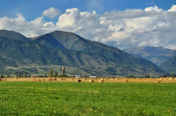 Ust-Koksa village yakınındaki dağ manzarası