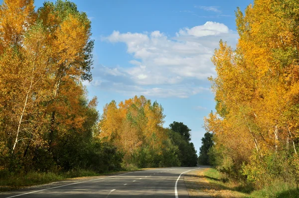 Altay eteklerinde Altın Sonbahar